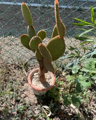 Piante grasse cactus