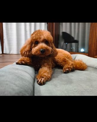 Barboncino Toy Red per accoppiamento