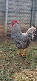 Gallo Amrock