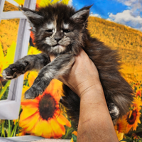 Maine Coon Femmina Tortie Smoke LINEA ESCLUSIVA