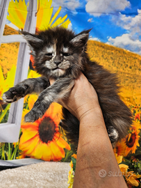 Maine Coon Femmina Tortie Smoke LINEA ESCLUSIVA