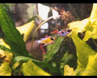 Pesci guppy acquario dolce