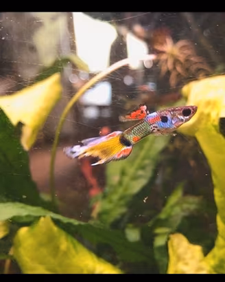 Pesci guppy acquario dolce