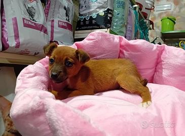 Cucciola chihuahua/pincher