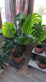 Pianta verde monstera