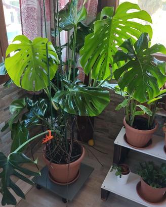 Pianta verde monstera
