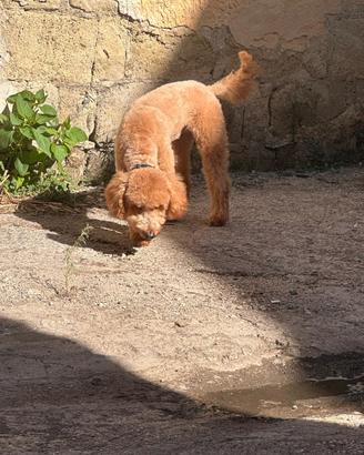 Barboncino nano red per monta