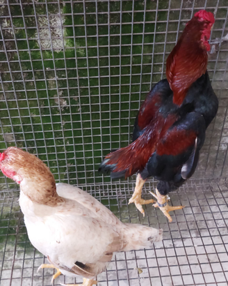 Galline ko shamo