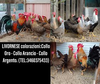 Galline razza Livornese