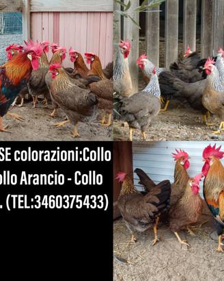 Galline razza Livornese