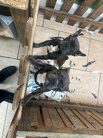 Stupendi cuccioli di bulldog francese