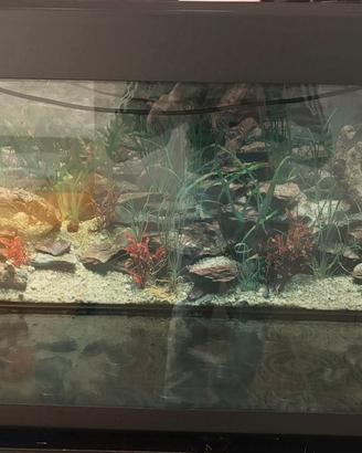 acquario