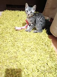Due gattini