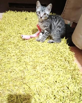 Due gattini