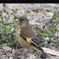Verdoni di Cina portatori di agata
