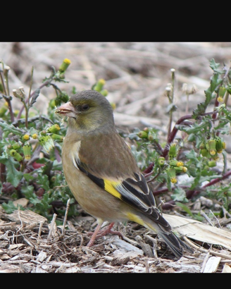 Verdoni di Cina portatori di agata