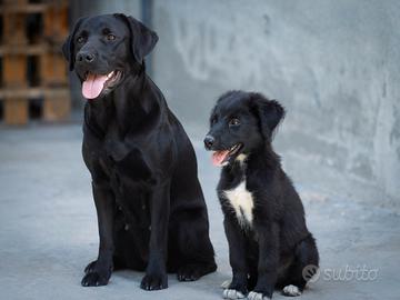 cucciolo maschio due mesi
