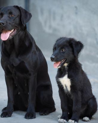 cucciolo maschio due mesi