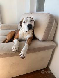 Amstaff per monta