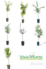 Pianta di Agrumi particolare - Scegli la varietà🌱