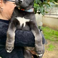 Cane meticcio adotta grigio nero femmina