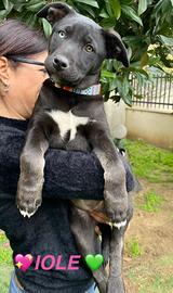 Cane meticcio adotta grigio nero femmina