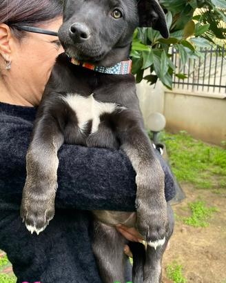 Cane meticcio adotta grigio nero femmina