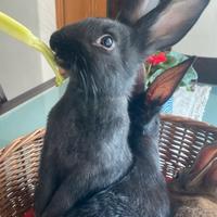 Coniglio nero femmina olandese