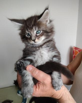 Maine coon