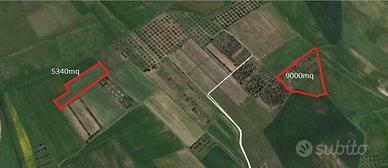 Monastir - Terreno agricolo con ulivi (9000 mq)