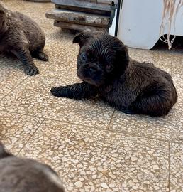 Cuccioli di bulldog francese Fluffy Lilac