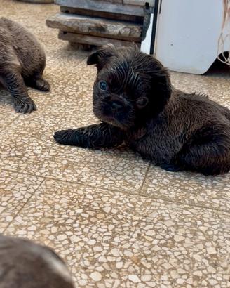Cuccioli di bulldog francese Fluffy Lilac