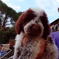 Lagotto Romagnolo cucciolo