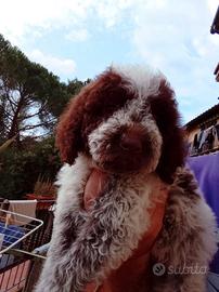Lagotto Romagnolo cucciolo