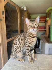 gatto del bengala rimborso spese 