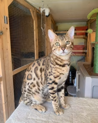 gatto del bengala rimborso spese 