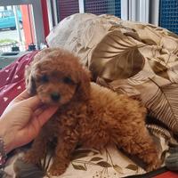 Barboncino Toy Red Maschio