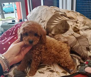 Barboncino Toy Red Maschio