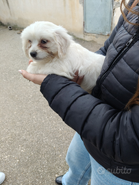 Ultimo maschio maltese