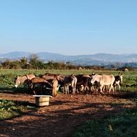 Asini del monte amiata