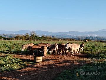Asini del monte amiata