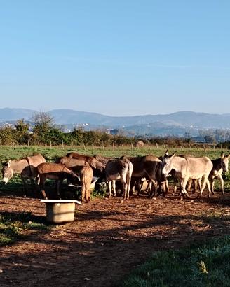 Asini del monte amiata