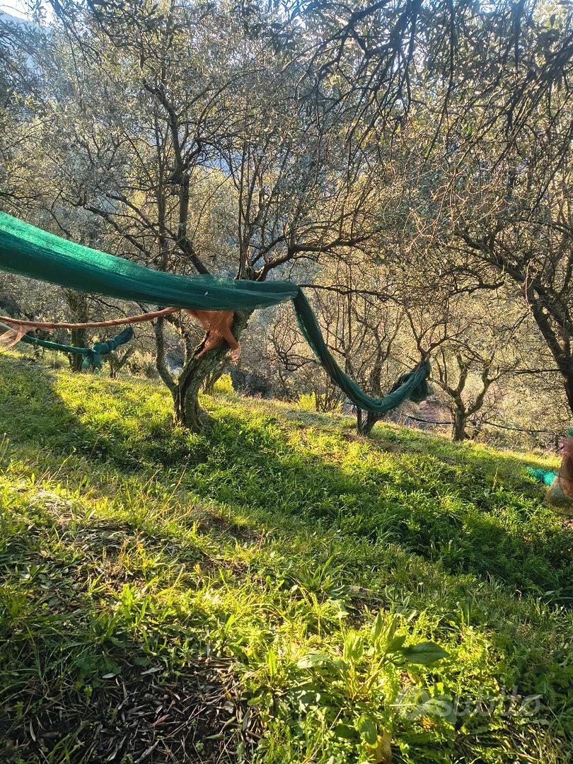 Terreno agricolo con uliveto - Vista 3