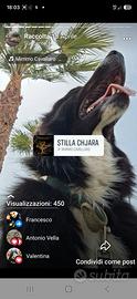 Cuccioli border collie