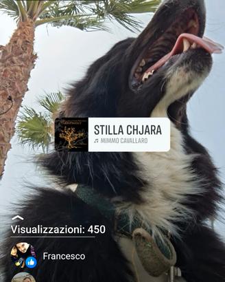 Cuccioli border collie