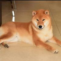 Stallone shiba con pedigree disponibile per monta