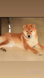 Stallone shiba con pedigree disponibile per monta