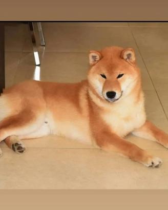 Stallone shiba con pedigree disponibile per monta