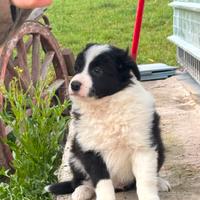 Cuccioli border collie