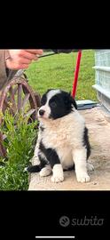 Cuccioli border collie